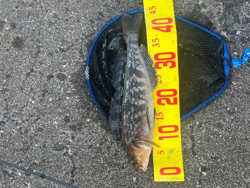 アイナメの釣果