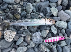 カタクチイワシの釣果