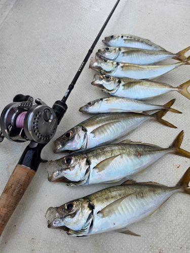 アジの釣果