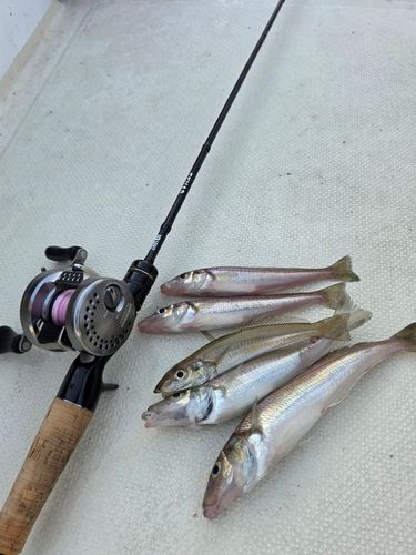 シロギスの釣果