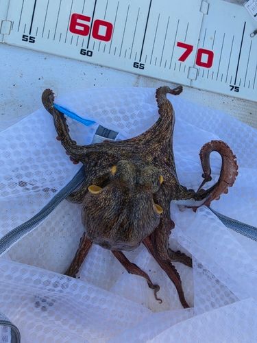 タコの釣果