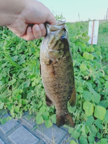 スモールマウスバスの釣果