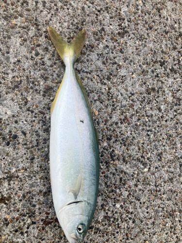 フクラギの釣果