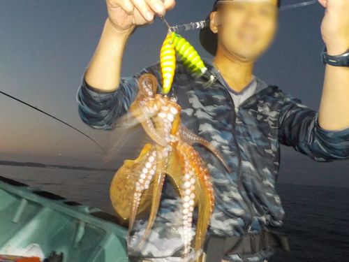 タコの釣果