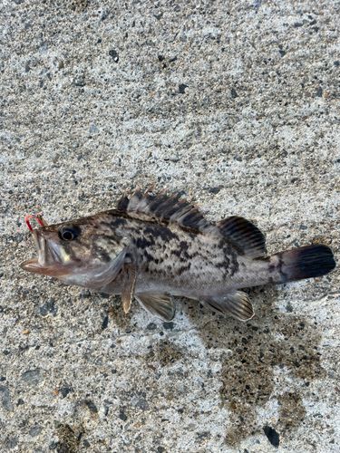 ソイの釣果