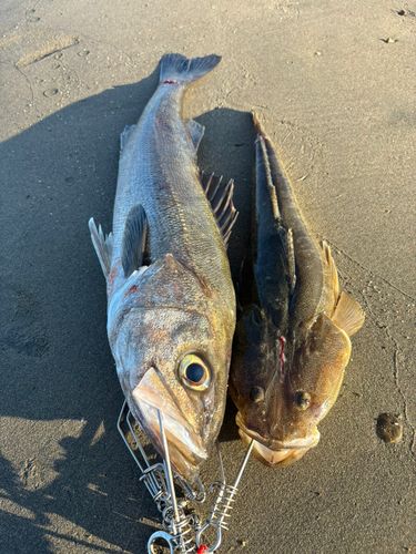 スズキの釣果