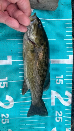 スモールマウスバスの釣果