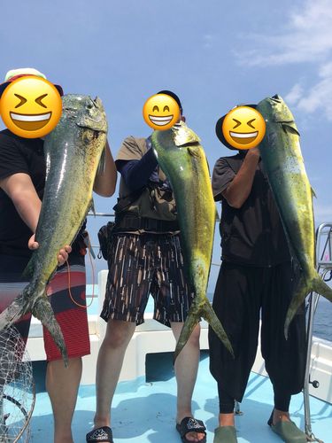 シイラの釣果