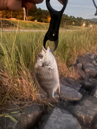 キビレの釣果