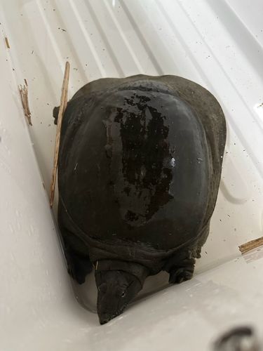 ウナギの釣果