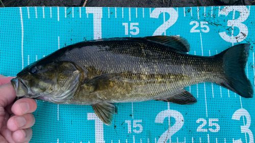 スモールマウスバスの釣果
