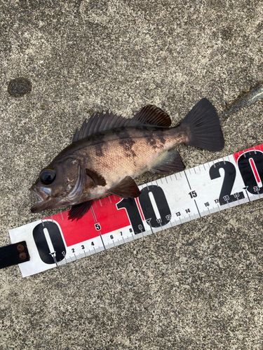 メバルの釣果