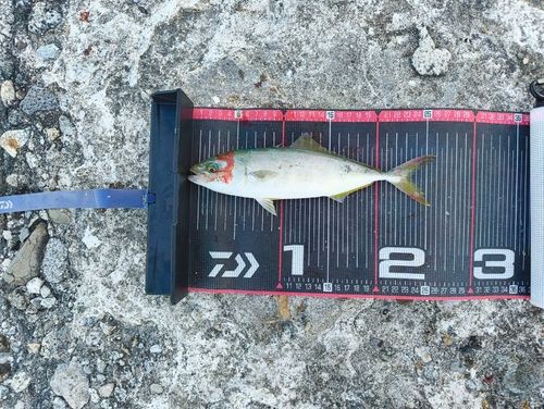 ワカシの釣果