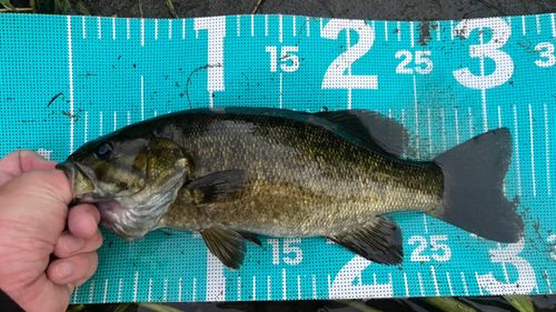 スモールマウスバスの釣果