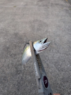 サバの釣果
