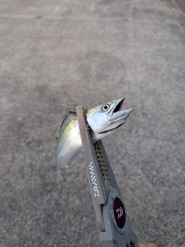 サバの釣果
