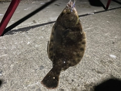 クロガシラガレイの釣果