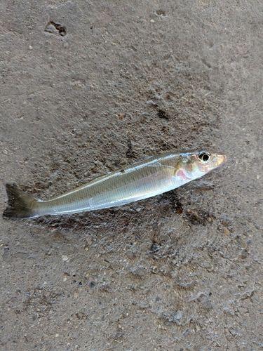 キスの釣果