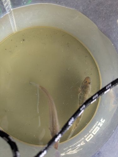 ハゼの釣果