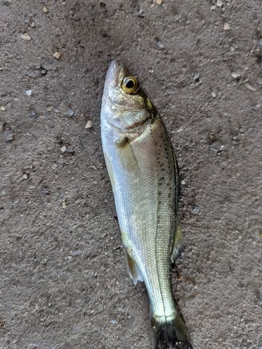 セイゴ（タイリクスズキ）の釣果