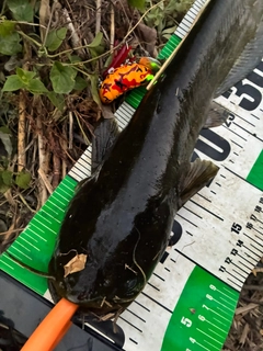 ナマズの釣果