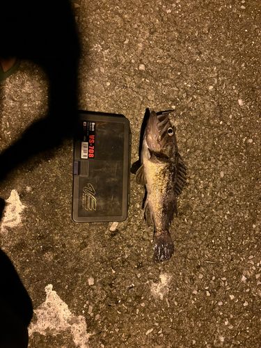 クロソイの釣果