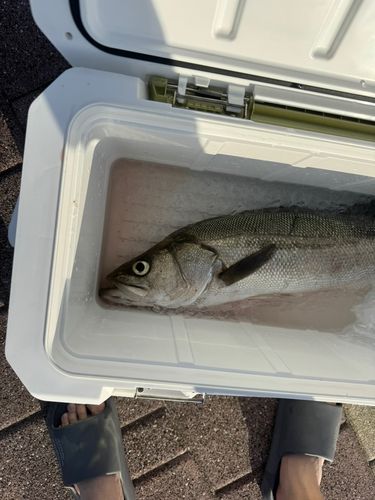 スズキの釣果