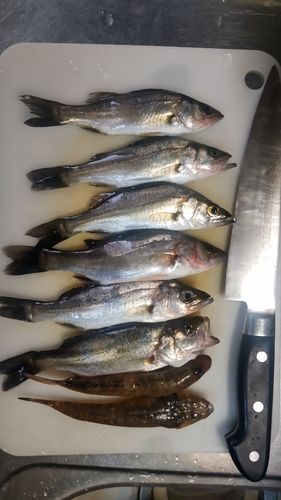 セイゴ（マルスズキ）の釣果