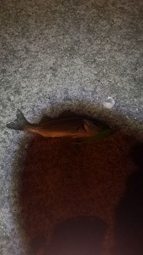 セイゴ（ヒラスズキ）の釣果