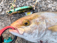 ショゴの釣果