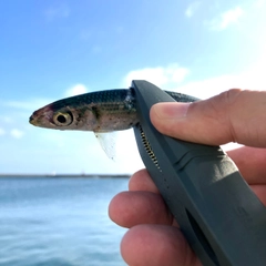 イワシの釣果