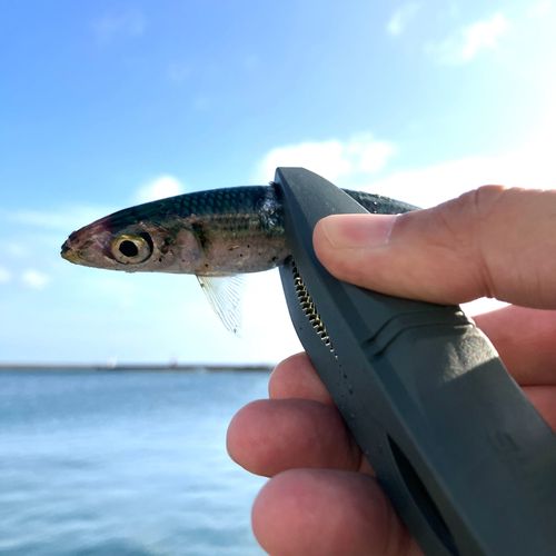イワシの釣果
