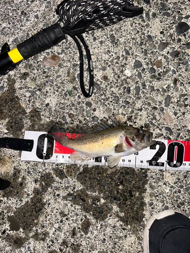 ソイの釣果