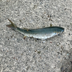 ボラの釣果