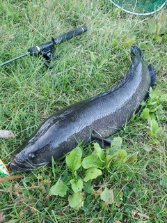 ライギョの釣果