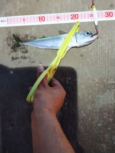 サバの釣果