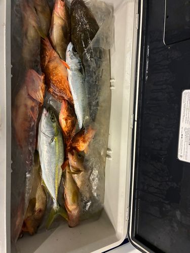 キジハタの釣果