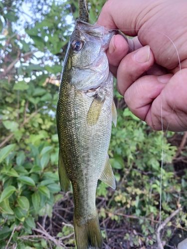 ラージマウスバスの釣果