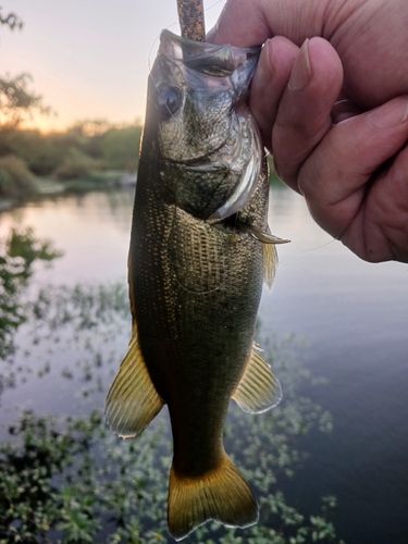 ラージマウスバスの釣果