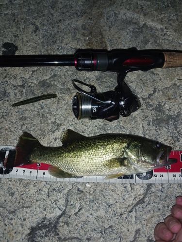 ラージマウスバスの釣果