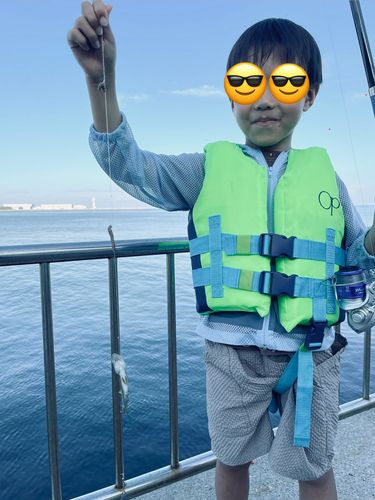 セイゴ（タイリクスズキ）の釣果