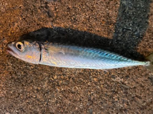 サバの釣果