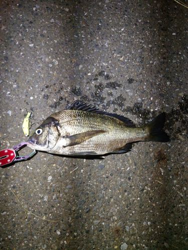 クロダイの釣果