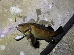 エゾメバルの釣果