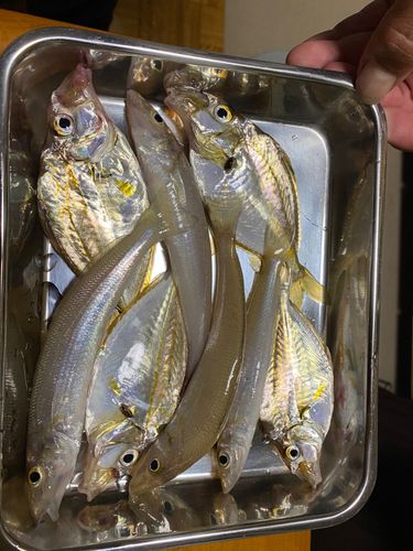 キスの釣果