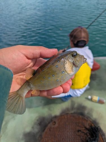 ハコフグの釣果
