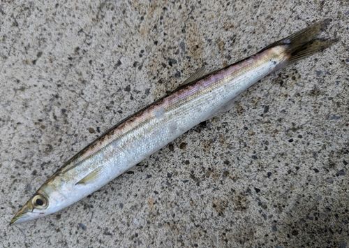 カマスの釣果