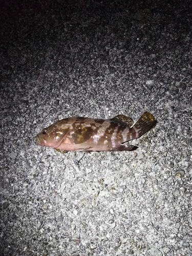 キジハタの釣果