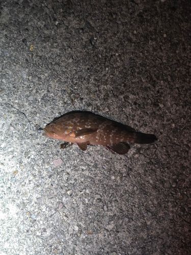キジハタの釣果