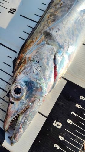 タチウオの釣果